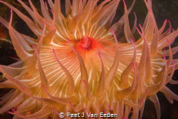 Candy Striped Sea-anemone by Peet J Van Eeden 